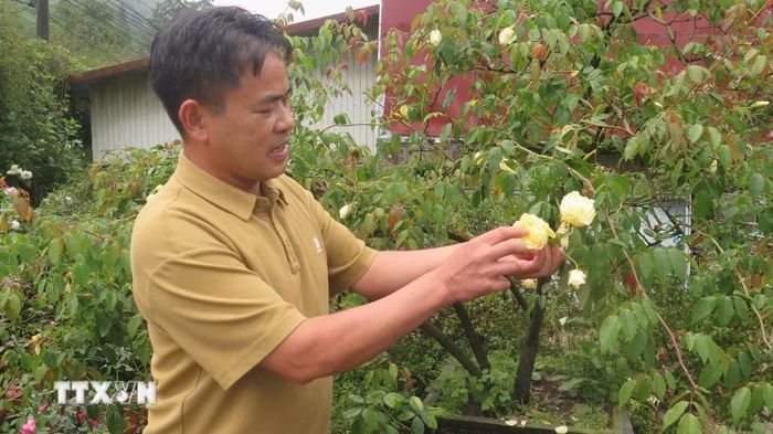 Ông Đỗ Phú Chính (tổ dân phố Ô Quý Hồ) đã thuần hóa và nhân giống gần 100 loại hoa hồng cổ khác nhau, trong đó nổi bật nhất là giống hồng cổ bạch ngọc Sa Pa bản địa quý hiếm. (Ảnh: Hương Thu/TTXVN)
