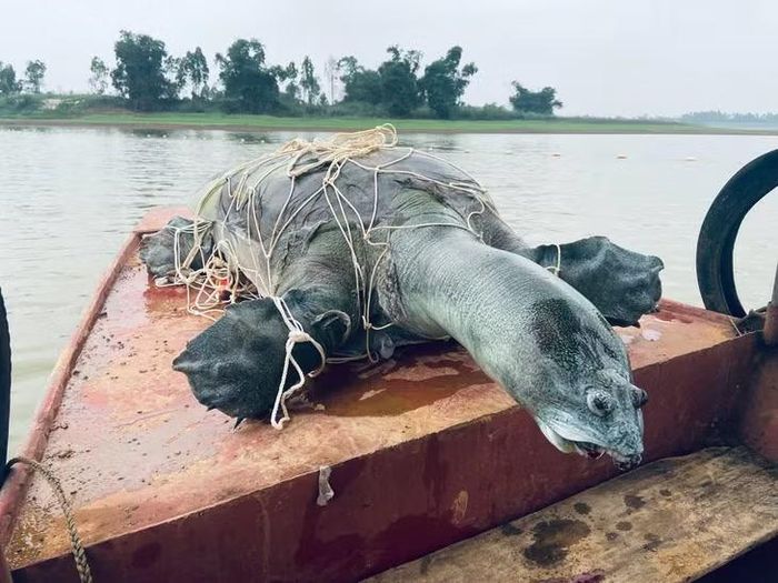 Cá thể Giải sin-hoi được vớt lên tại hồ Đồng Mô sau khi chết vào tháng 4/2023. (Nguồn: Tổ chức Bảo tồn rùa châu Á)