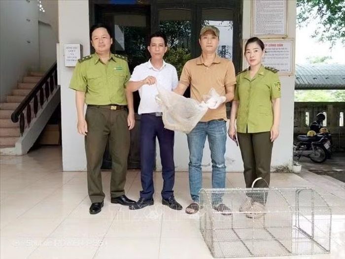 Tiếp nhận cá thể Kỳ đà vân từ UBND phường Quảng Trị. Ảnh: TTXVN phát