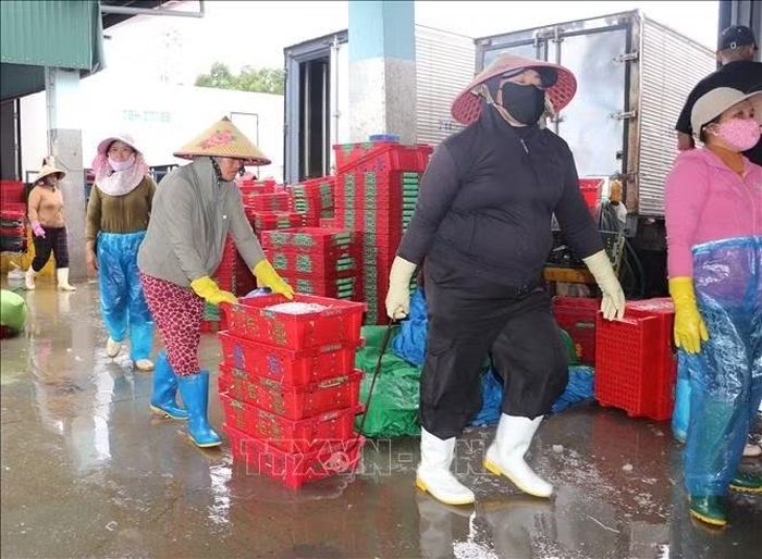 Dịch vụ hậu cần nghề cá hoạt động tích cực.