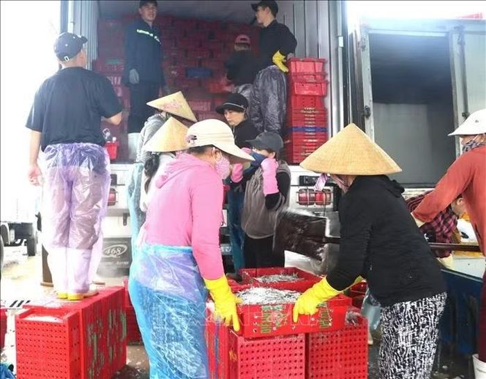 Chuyển cá lên xe đông lạnh đi tiêu thụ.