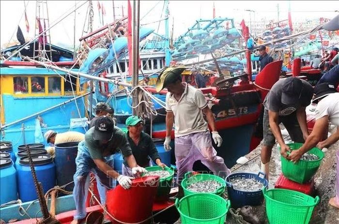 Vận chuyển cá từ tàu lên.