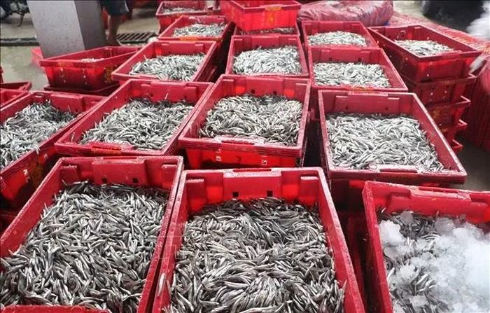 Cá cơm hiện có giá từ 15-20 nghìn đồng/kg.
