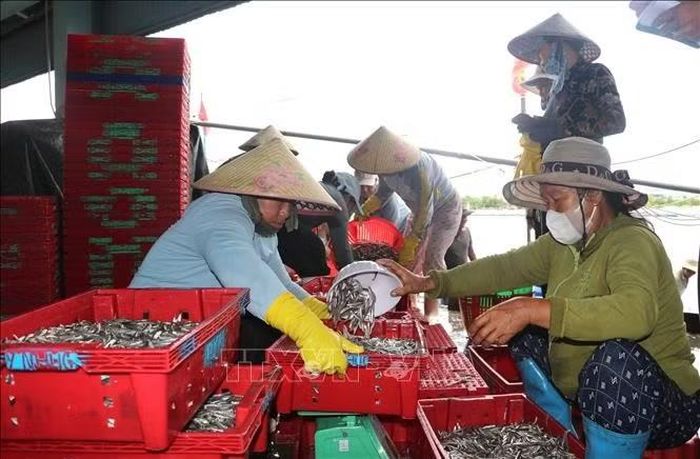 Được mùa cá cơm trái vụ, nhiều lao động hậu cần nghề cá cũng có thu nhập.