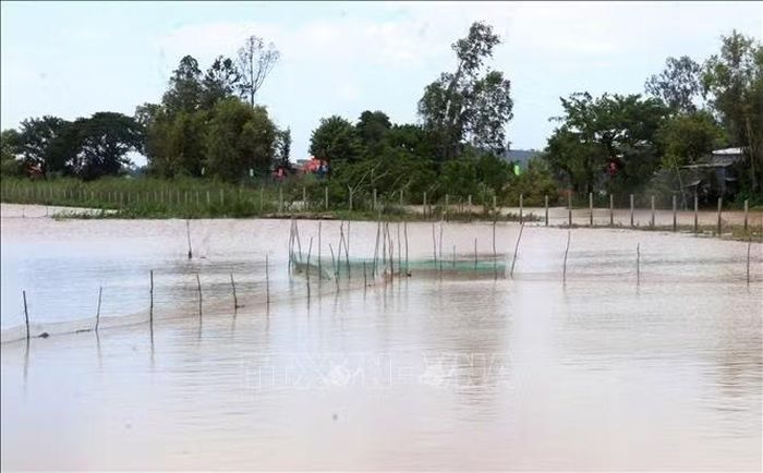 Nước tràn vào đồng ruộng mang theo phù sa và tôn, cá, nên người dân tỉnh An Giang tranh thủ đặt dớn đánh bắt để có thêm thu nhập trong thời gian nông nhàn.