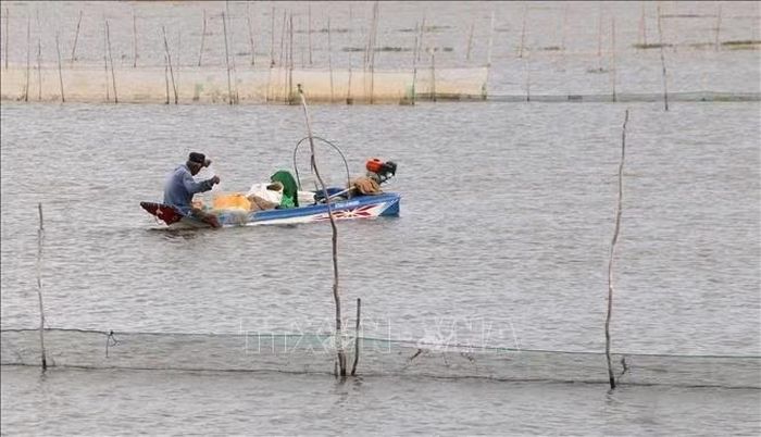 Người dân xã Châu Phong (tỉnh An Giang) tranh thủ đặt dớn, thả lưới để bắt thủy sản trên cánh đồng ngập lũ.