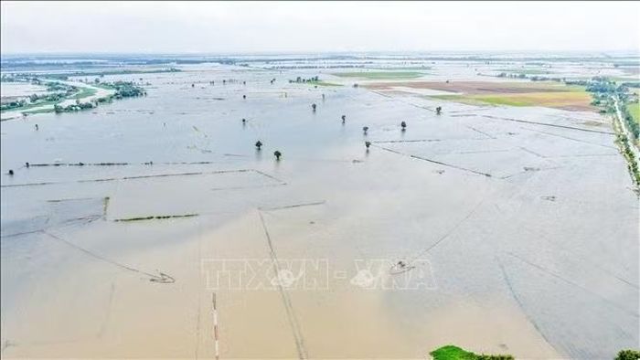 Nước lũ bao phủ nhiều cánh đồng, gây ảnh hưởng đến sản xuất nông nghiệp của người dân vùng Đồng Tháp Mười. Ảnh: Minh Phú/TTXVN