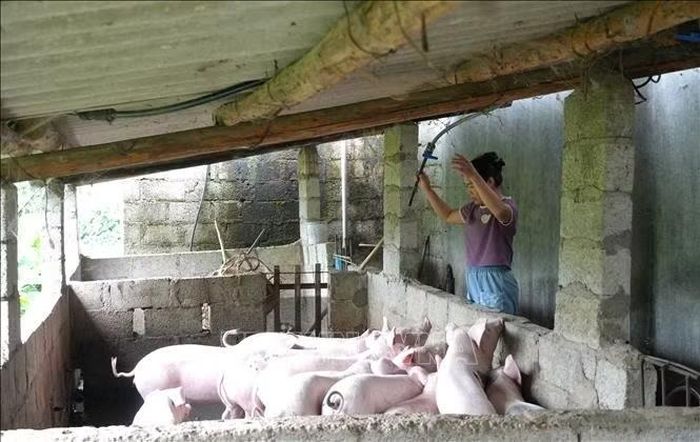 Hội viên Hội Nông dân Vy Thị Vươn (thôn Nặm Loát, xã Nguyễn Huệ) vay vốn để chăn nuôi lợn.