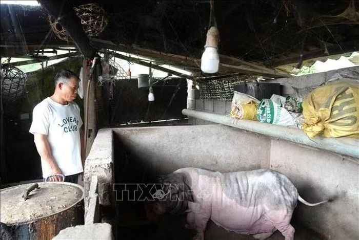 Hội viên Hội Nông dân Linh Cao Trọng (thôn Nặm Loát, xã Nguyễn Huệ) vay vốn để chăn nuôi lợn.