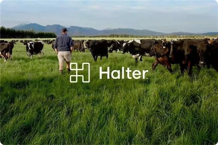 Halter - một startup nổi tiếng của New Zealand, sản xuất vòng cổ thông minh tích hợp AI cho bò giúp thiết lập hàng rào ảo và quản lý đàn gia súc từ xa qua điện thoại. Halter đã cán mốc định giá 2 tỷ USD, trở thành một "kỳ lân" công nghệ. Ảnh: Halter