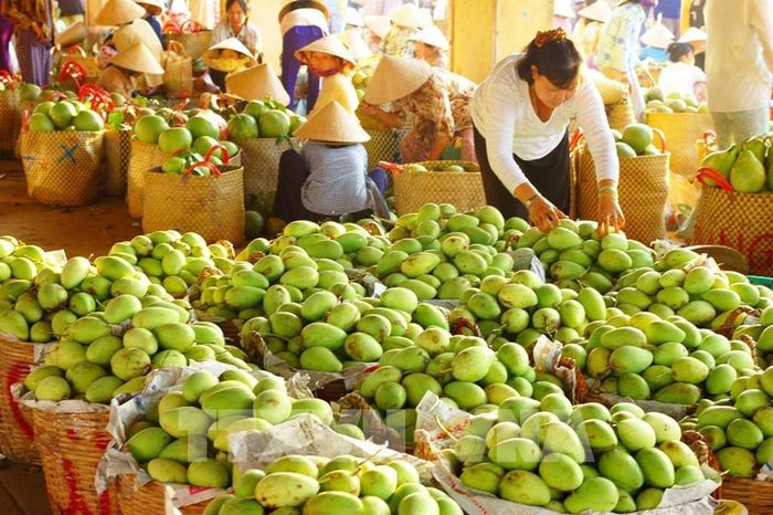 Xoài Đồng Tháp hiện được xuất khẩu sang nhiều nước trên thế giới. Ảnh: Hữu Chí - TTXVN 