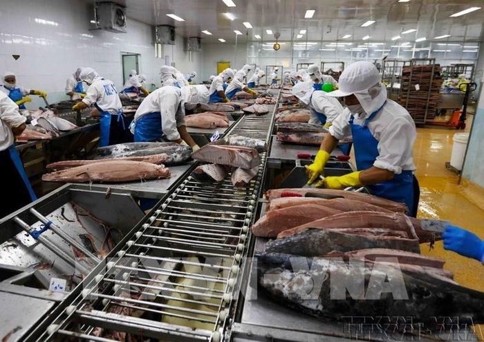 Chế biến cá ngừ đại dương xuất khẩu sang thị trường Nhật Bản, Mỹ và châu Âu tại Công ty Cổ phần Thủy sản Bình Định (BIDIFISCO). Ảnh: Vũ Sinh – TTXVN