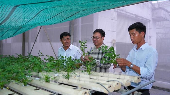 Các đại biểu tham quan mô hình trồng, nghiên cứu và ứng dụng công nghệ trong sản xuất dược liệu tại Trại Thực nghiệm Khoa học công nghệ tỉnh Tây Ninh. Ảnh: Minh Phú - TTXVN
