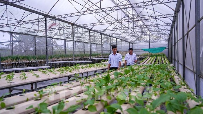 Mô hình thực nghiệm ứng dụng công nghệ trong sản xuất cây dược liệu tại Trại Thực nghiệm Khoa học công nghệ tỉnh Tây Ninh. Ảnh: Minh Phú - TTXVN