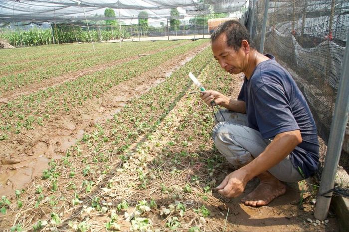 Ông Nguyễn Văn Tường chăm chút luống hoa vừa mới trồng lại