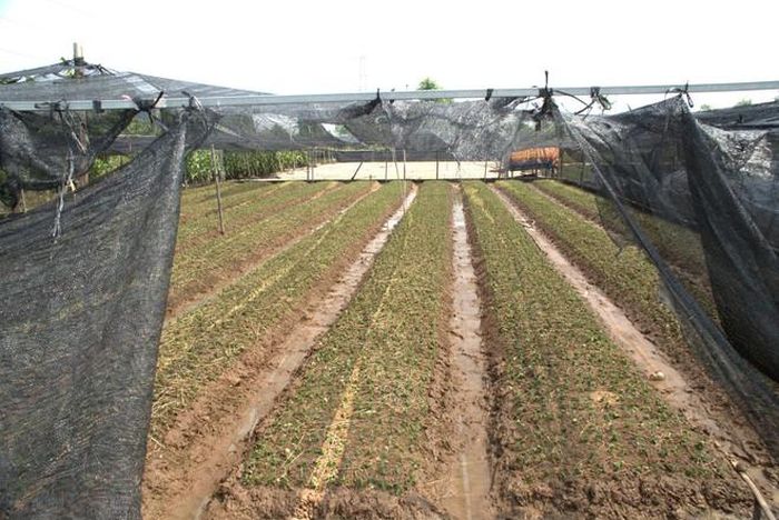 Cánh đồng hoa mang một sắc màu mới