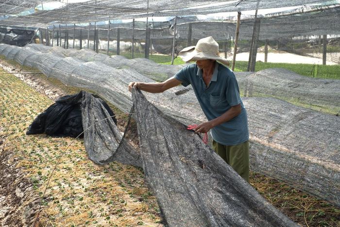 Ông Nguyễn Khắc Chiến che chắn lại trà hoa vừa mới trồng