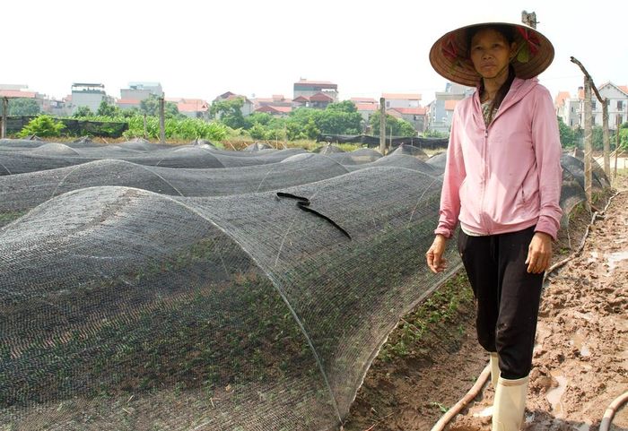 Bà Nguyễn Thị Phú bên trà hoa trồng lại sau lũ