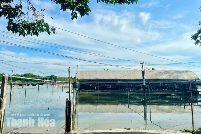 Sau gần 1 tuần ngâm nước, toàn bộ diện tích hoa của người dân phố Đại Khối có nguy cơ mất trắng.