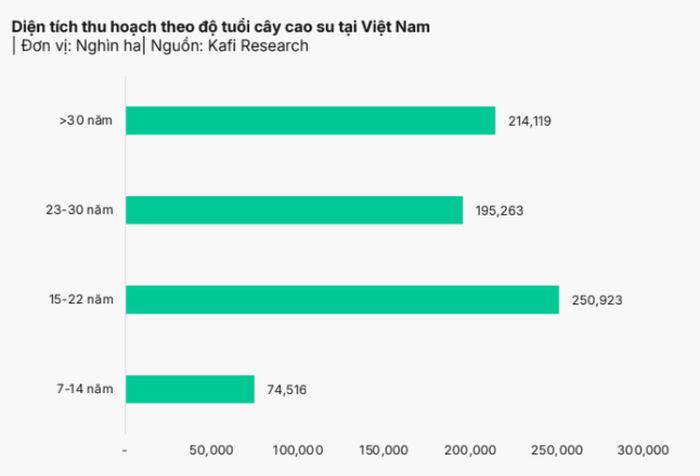  Khoảng 409.382 ha diện tích đất cao su có tuổi trên 22 năm. Nguồn KAFI 