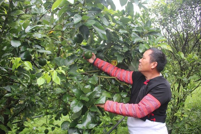 Tráng A Cao bên cây bơ Booth. Ảnh: Chu Khôi.