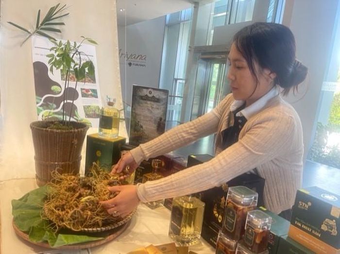Sâm Ngọc Linh-"Quốc bảo" của Đà Nẵng đang được nhiều người ưa chuộng dùng để bồi bổ sức khỏe. Ảnh Ngô Anh Văn