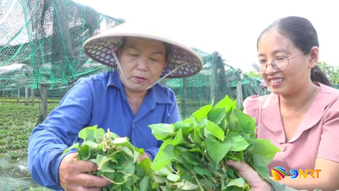 Mô hình trồng rau diếp cá của hộ chị Võ Thị Lai (bên trái), trú làng Kế Xuyên. Ảnh: GIANG BIÊN