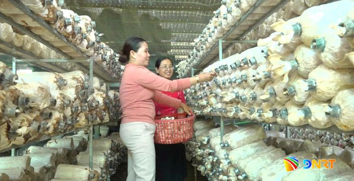 Trang trại trồng nấm bào ngư của hộ chị Lê Thị Lý. Ảnh: GIANG BIÊN