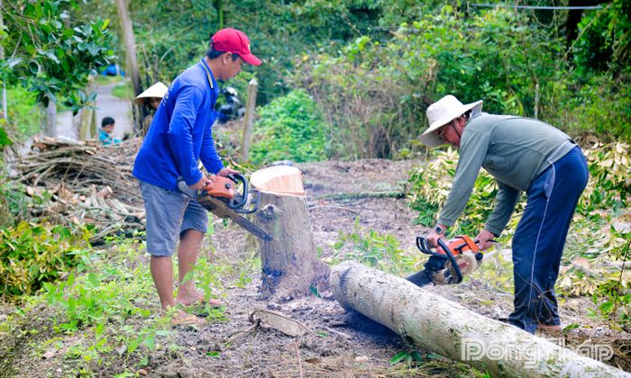 Hơn 100 gốc sầu riêng được đốn hạ để phục vụ việc đào tìm hài cốt liệt sĩ.