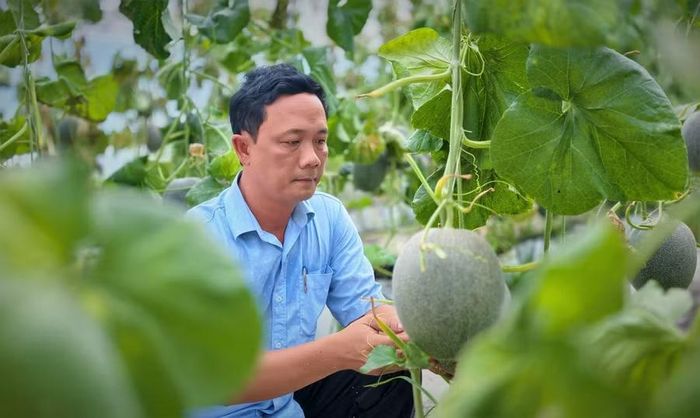 Anh Thái Thành Việt - cán bộ kỹ thuật HTX Nông nghiệp Thanh niên Hoài Ân kiểm tra sinh trưởng cây trồng tại vùng sản xuất của HTX. Ảnh: H.P