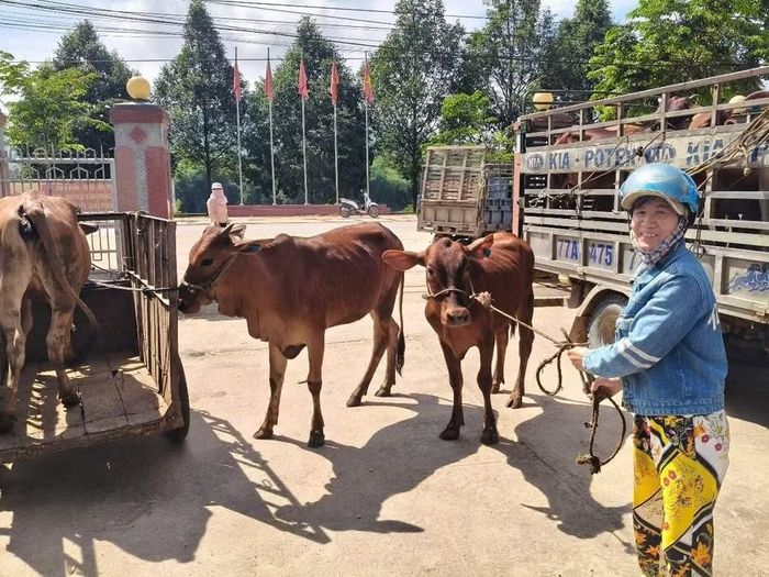 HTX Nông nghiệp Thanh niên Hoài Ân bàn giao bò giống cho người dân. Ảnh: H.P