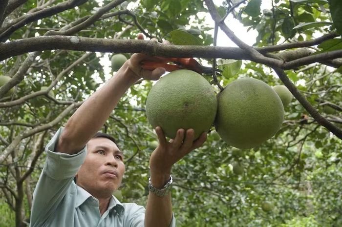 Người dân chăm sóc bưởi da xanh trong chuỗi liên kết sản xuất của HTX Nông nghiệp Thanh niên Hoài Ân. Ảnh: H.P