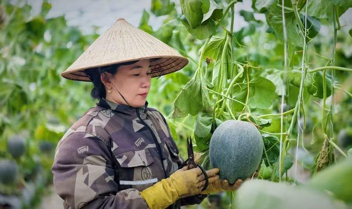 Dưa lưới là một trong những sản phẩm được HTX Nông nghiệp Thanh niên Hoài Ân chú trọng phát triển theo hướng nâng cao chất lượng và giá trị sản phẩm. Ảnh: H.P