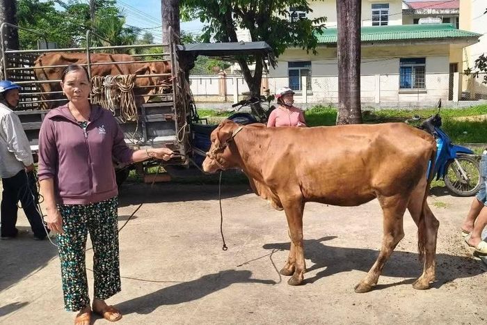 Bò giống hỗ trợ từ dự án trở thành nguồn sinh kế thiết thực đối với nhiều hộ nghèo, cận nghèo. Ảnh: H.P