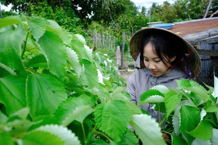 Những ngày còn ở quê, Ly cắt lá gai bán để kiếm thêm thu nhập, phụ giúp bà nội. Ảnh: M.C