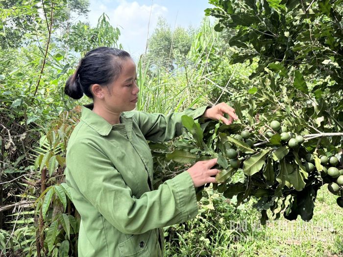 Người dân xã Quốc Khánh kiểm tra chất lượng quả mắc ca trước khi thu hoạch