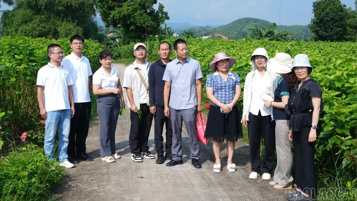 Đoàn công tác của Viện Nghiên cứu dâu tằm và ong mật Vân Nam (Trung Quốc) tham quan vùng dâu tằm Trấn Yên.