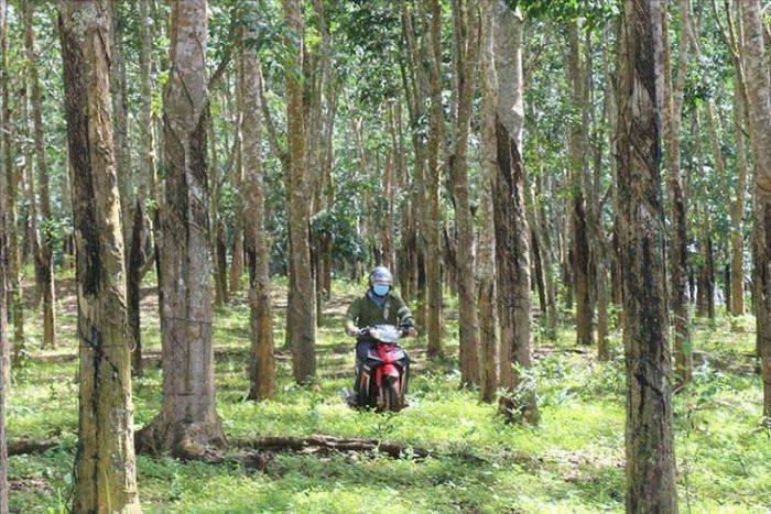 Tranh chấp đất ảnh hưởng rất lớn đến cuộc sống của người dân và hoạt động của Công ty Nam Nung