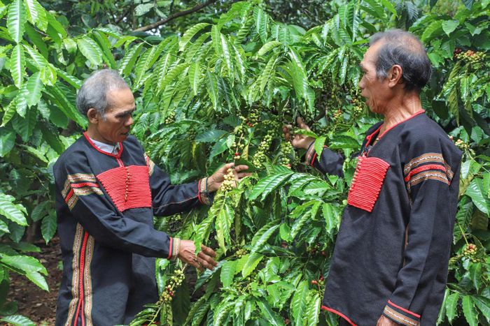 Dưới ánh sáng của Đảng, đồng bào dân tộc Ê đê, xã Cư Jút luôn nỗ lực vươn lên trong phát triển kinh tế, xây dựng khối đại đoàn kết toàn dân tộc
