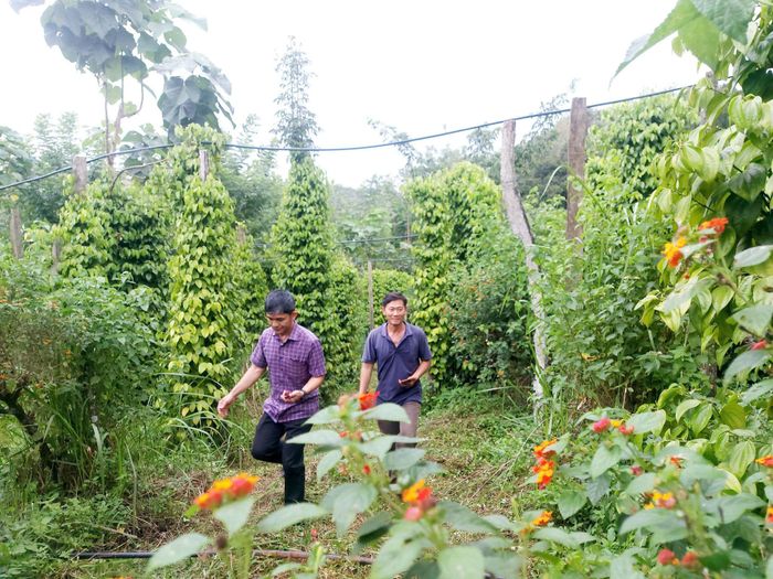 Nông dân tới vườn gốc tiêu Tùng Linh học hỏi kỹ thuật canh tác