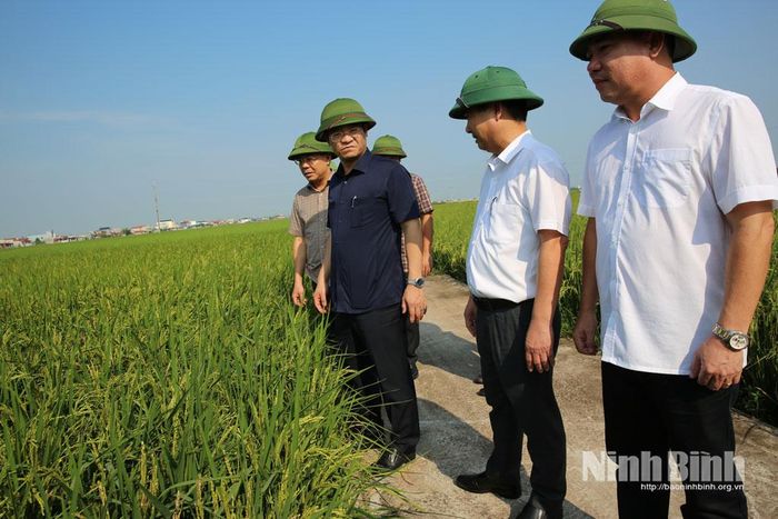 Đồng chí Phó Chủ tịch UBND tỉnh Trần Anh Dũng kiểm tra cánh đồng lúa Mùa năm 2026 tại xã Nghĩa Sơn.