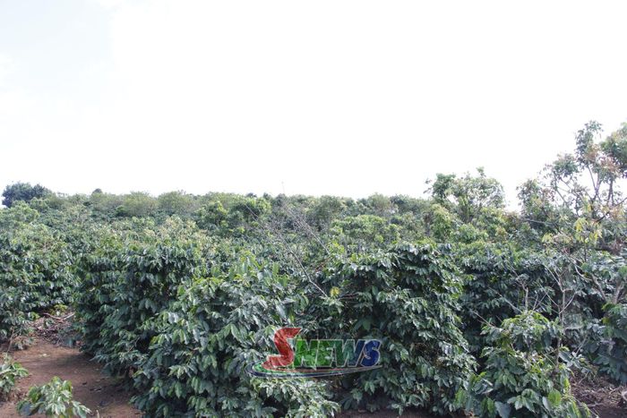 Vườn cà phê đang vào độ thu hoạch tại tổ 8, phường Chiềng Cơi.
