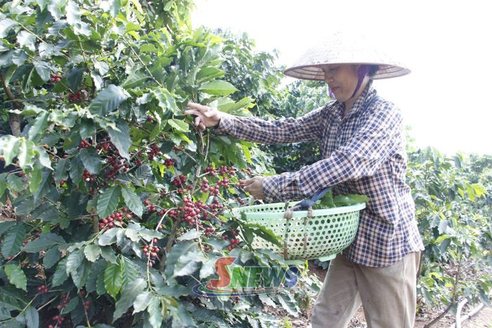 Nông dân tổ 8, phường Chiềng Cơi thu hái cà phê.