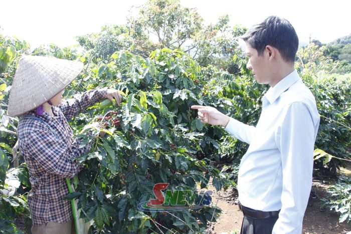 Cán bộ phường Chiềng Cơi hướng dẫn nhân dân thu hái cà phê.