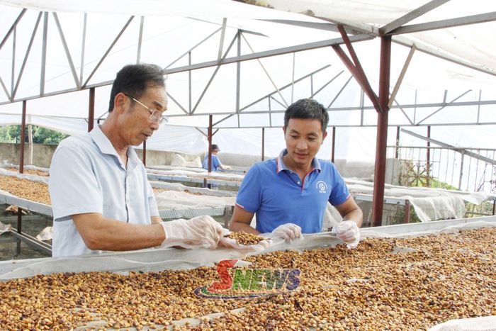 HTX cà phê Bích Thao kiểm tra chất lượng cà phê.