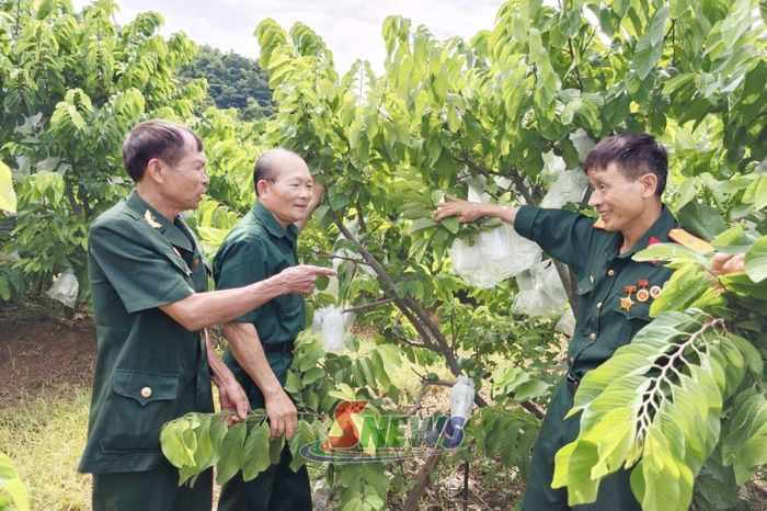 Mô hình trồng cây ăn quả của HTX CCB Mai Sơn, xã Mai Sơn.