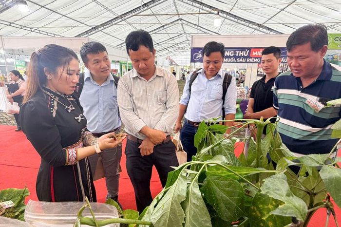 Người dân và du khách tham quan gian hàng sâm Ngọc Linh và dược liệu của thành phố Đà Nẵng tại Lễ hội.