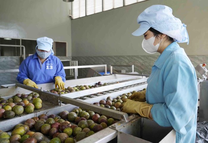 Một doanh nghiệp sản xuất nước uống trái cây xuất khẩu tiếp cận vốn ngân hàng với quy mô lớn - Ảnh: Đình Hải