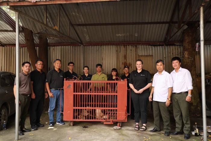 Hạt kiểm lâm số 7 Hà Nội, Tổ chức Động vật châu Á cùng Vườn quốc gia Bạch Mã đã giải cứu thành công gấu ngựa Odyssey