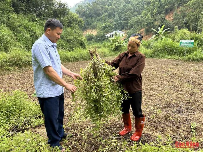 Trưởng xóm và các thành viên Hợp tác xã Nà Pò kiểm tra cây thạch đen sau thu hoạch.